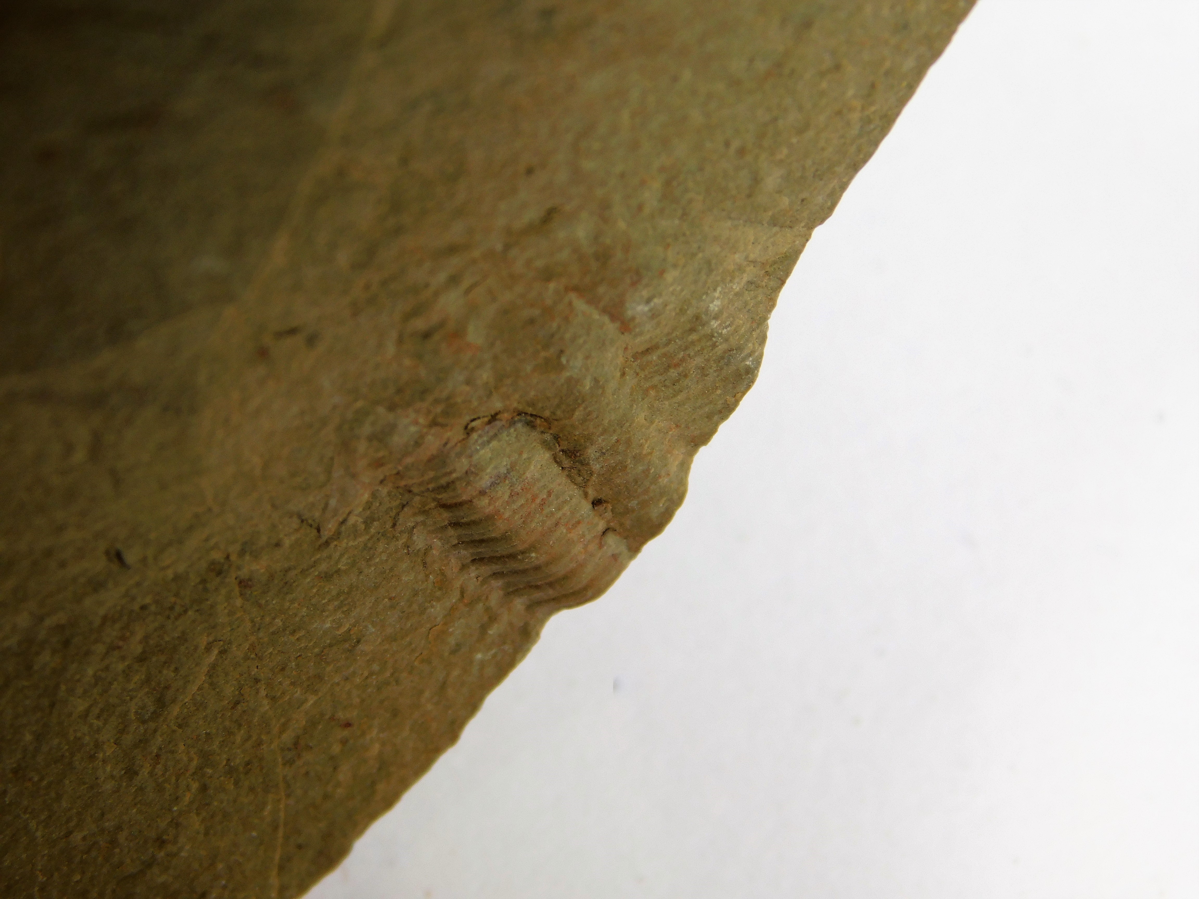 Eokochaspis (Eoptychoparia) piochensis - Image 3