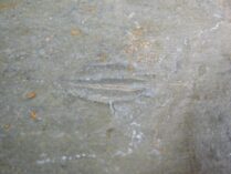 Eoptychoparia piochensis