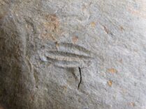 Eokochaspis (Eoptychoparia) piochensis