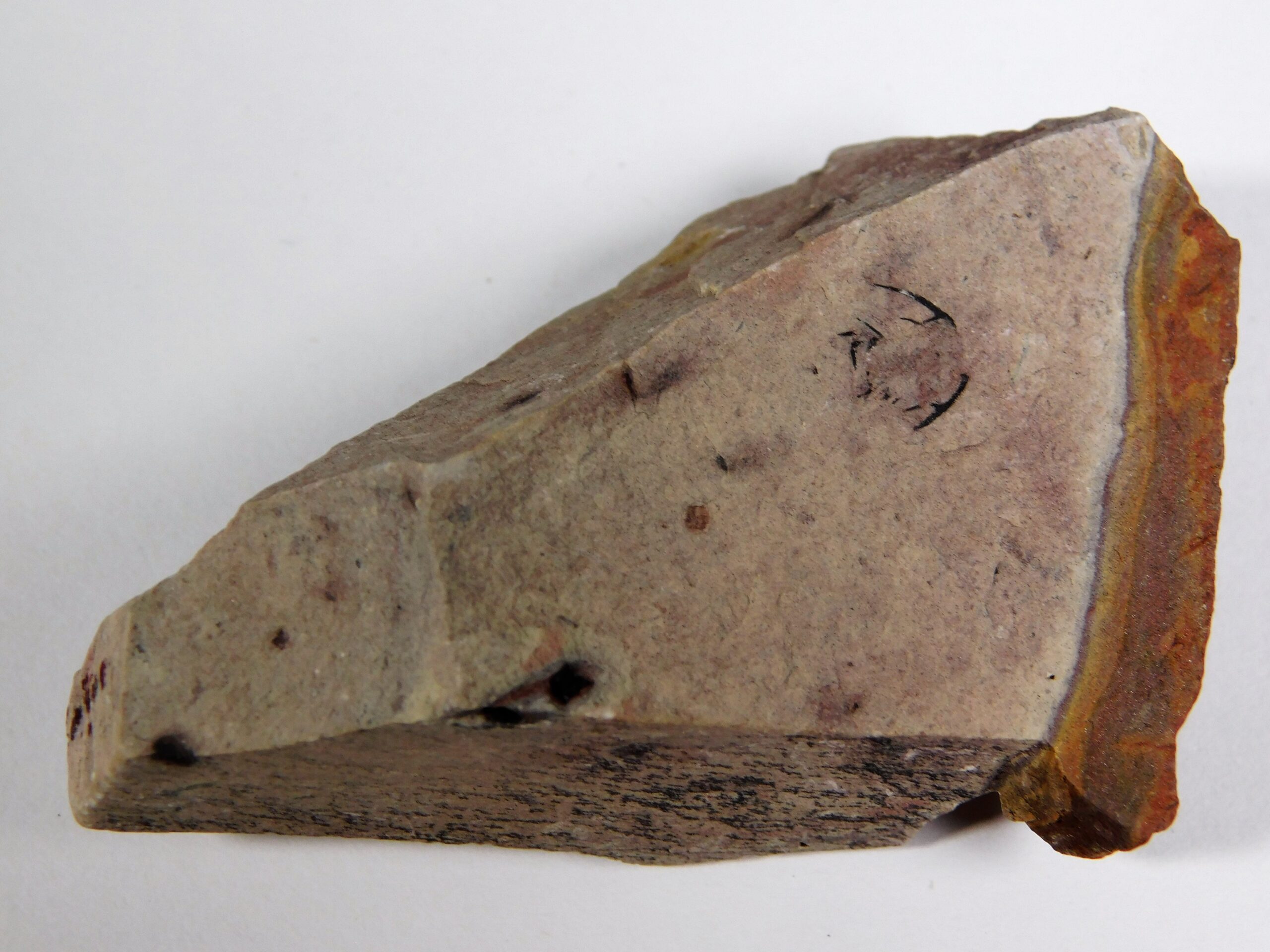 Zacanthoides typicalis - Image 2