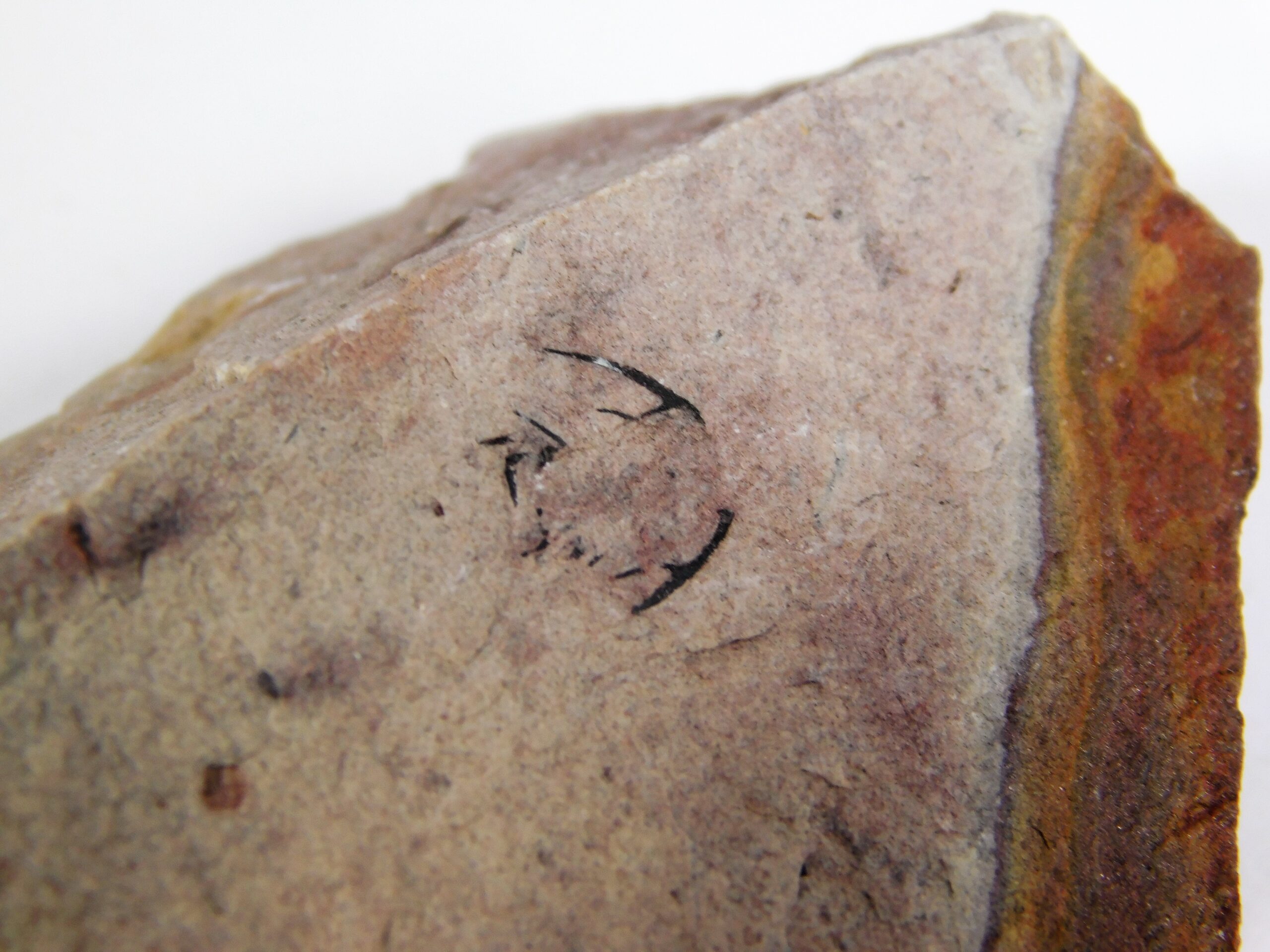 Zacanthoides typicalis - Image 3