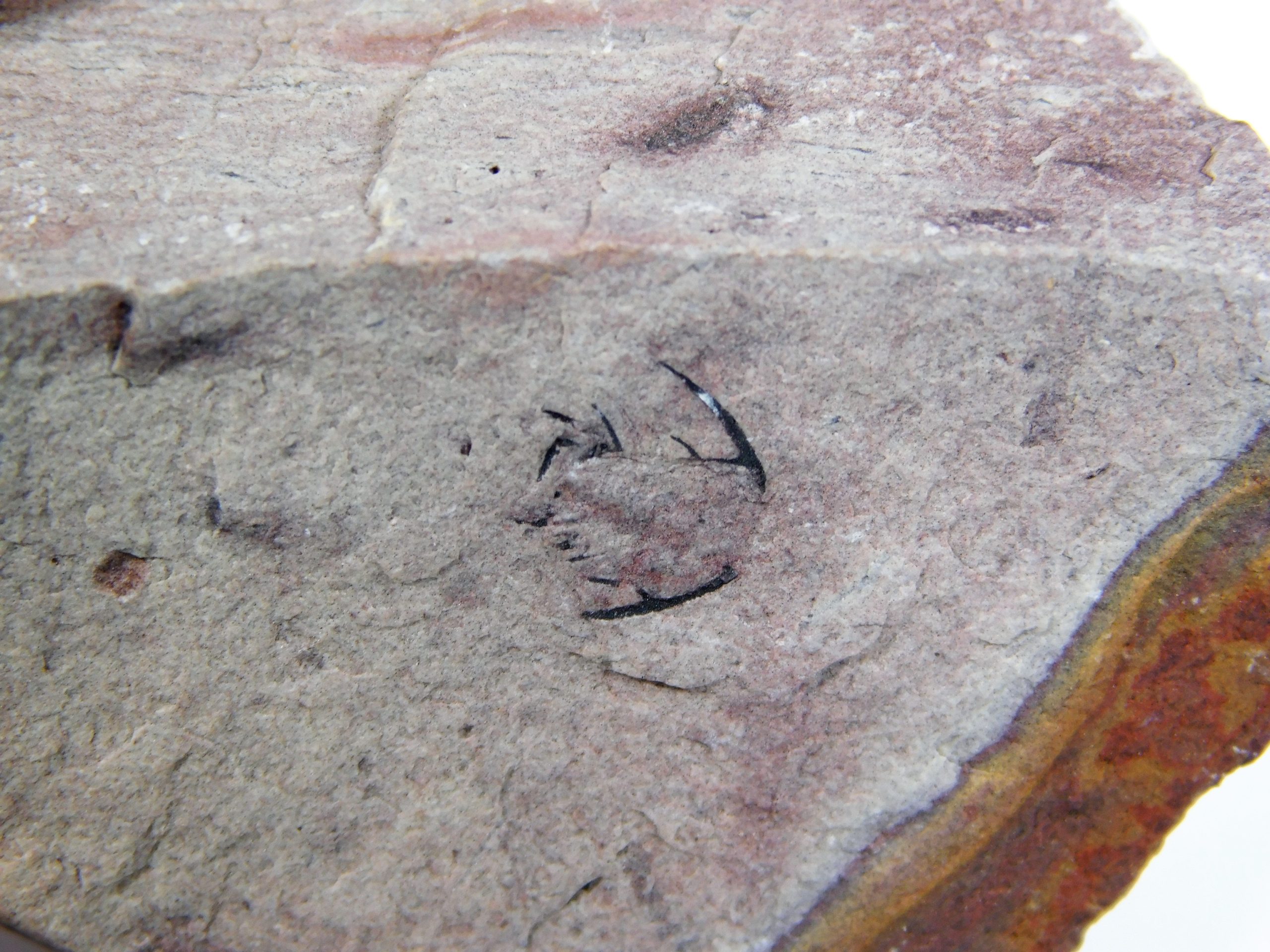 Zacanthoides typicalis