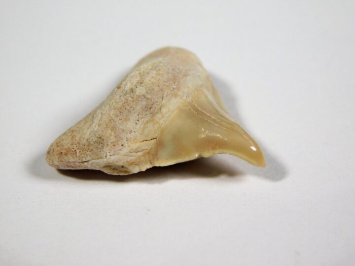 Deformed Shark Tooth-- Otodus obliquus