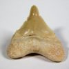 Deformed Shark Tooth&#8211; Otodus obliquus, The Natural Canvas