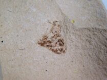 Acorn Cup from Nevada - Quercus sp.