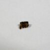Mesodma sp. - Image 2
