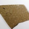 Cretaceous Insect - Image 2