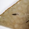 Cretaceous Insect - Image 3