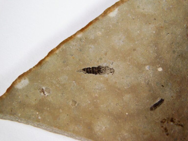 Cretaceous Insect