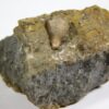 Heteroschisma subtruncatum - Image 5