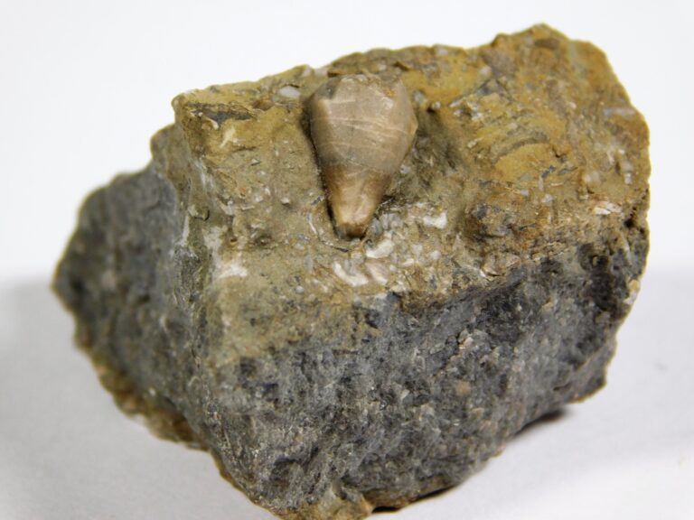 Heteroschisma subtruncatum