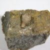 Heteroschisma subtruncatum - Image 2