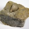 Heteroschisma subtruncatum - Image 3