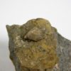 Heteroschisma subtruncatum - Image 4