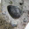 Anadara sp. - Image 4