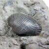 Anadara sp. - Image 3