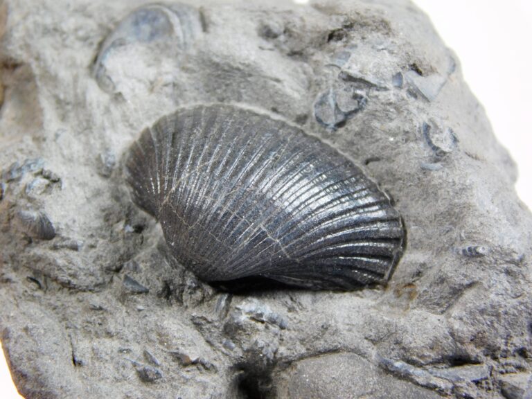 Anadara sp.