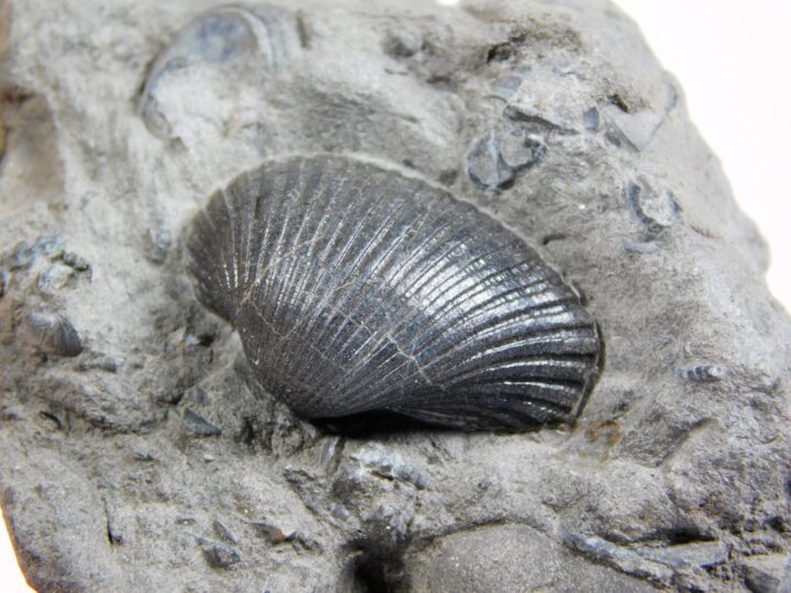 Anadara sp.