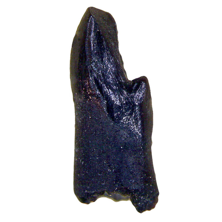 Jurassic Mammal - Ctenacodon