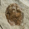 Tremataspis Schmidti - Image 2