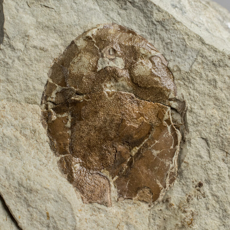 Tremataspis Schmidti