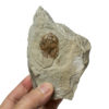 Tremataspis Schmidti - Image 3