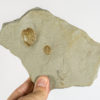 Silurian Armored Fish - Tremataspis schmidti - Image 3