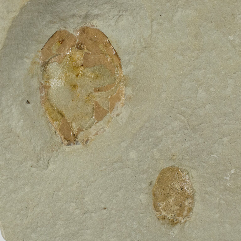 Silurian Armored Fish - Tremataspis schmidti