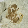 Silurian Armored Fish - Tremataspis schmidti - Image 3