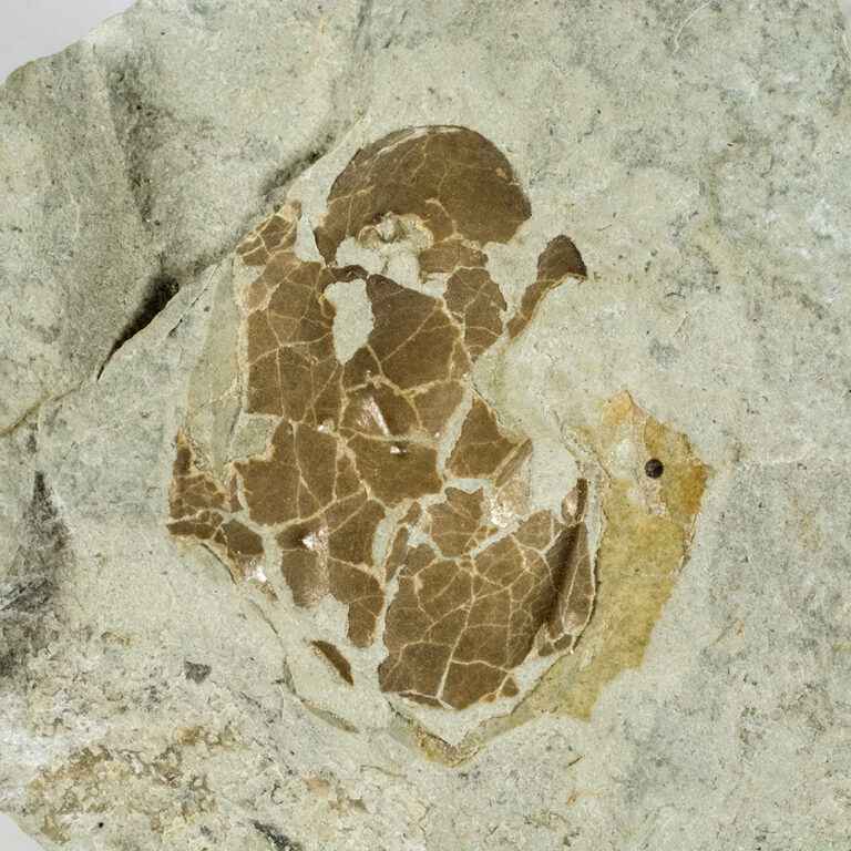 Silurian Armored Fish - Tremataspis schmidti