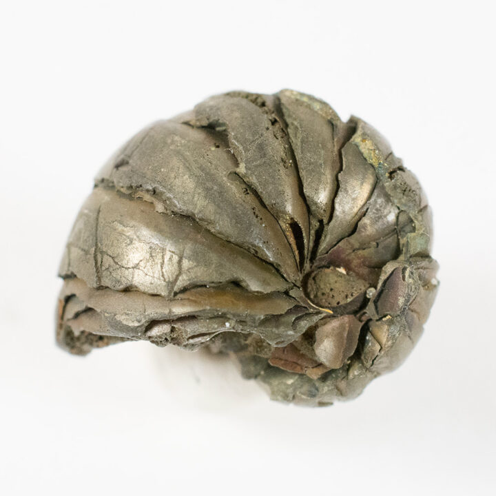 Eocene Nautiloid - Simplicioceras centrale