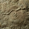 Cyclomedusa Davidi - Image 2