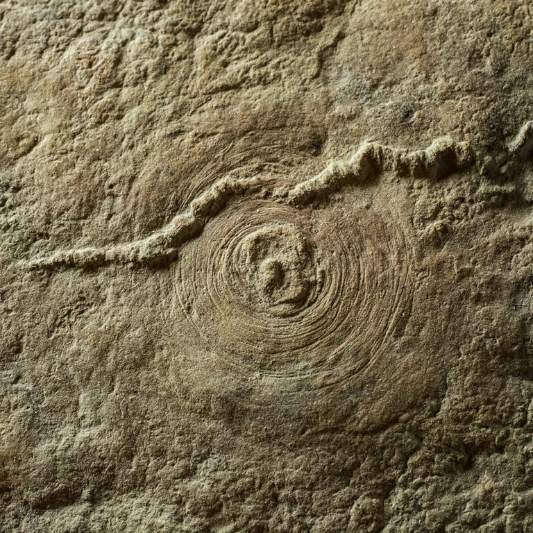 Cyclomedusa Davidi