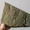 Cyclomedusa Davidi - Image 3