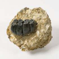 Desmostylus hesperus