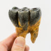 Desmostylus Hesperus - Image 3