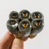 Desmostylus Hesperus - Image 4