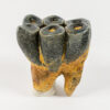Desmostylus Hesperus - Image 5