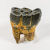 Desmostylus Hesperus - Image 6