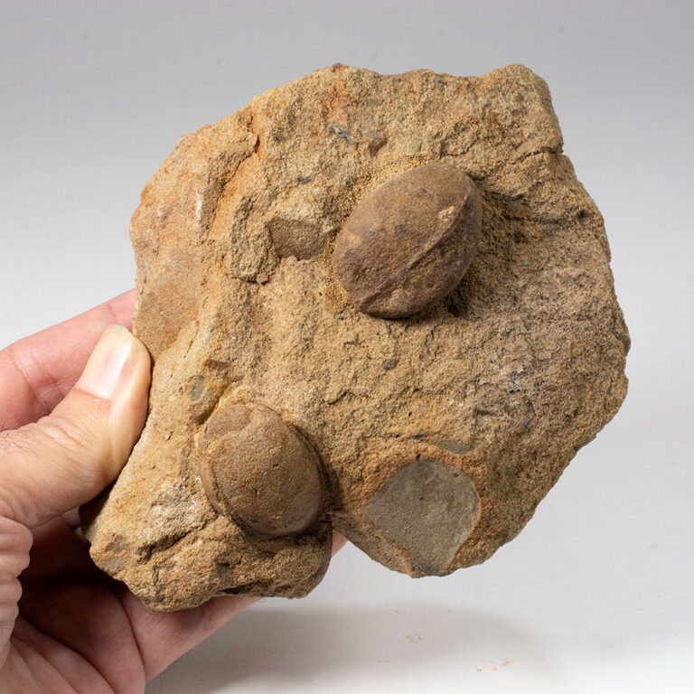 Carboniferous nuts - Trigonocarpus sp.