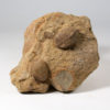 Carboniferous nuts - Trigonocarpus sp. - Image 4