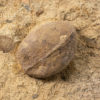 Carboniferous nuts - Trigonocarpus sp. - Image 3