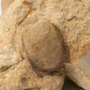 Carboniferous nuts - Trigonocarpus sp. - Image 2