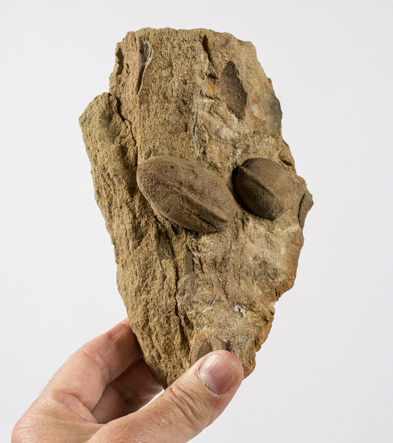 Trigonocarpus sp.