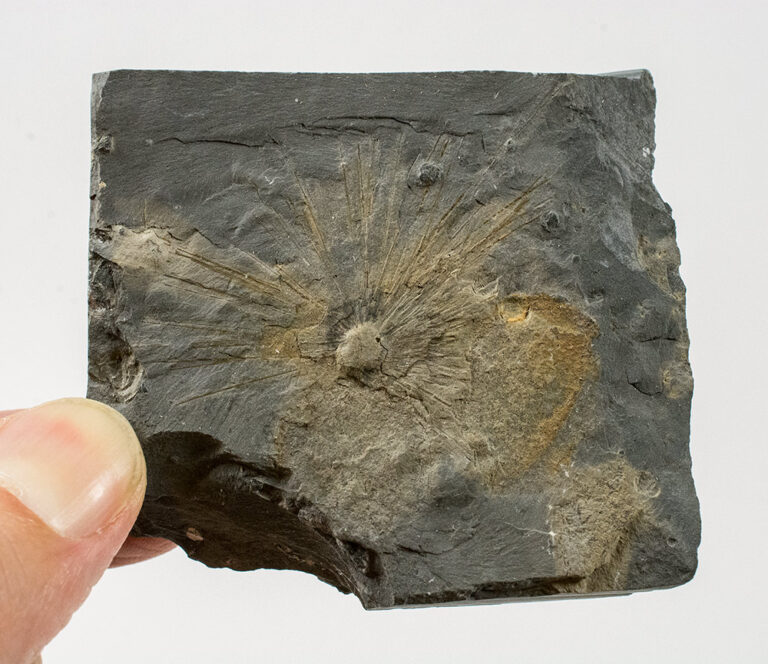Choia carteri and Diagoniella sp.