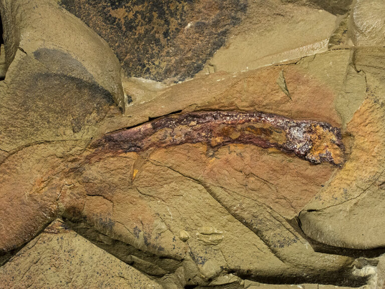 Ordovician Anomalocaridid Appendage, The Natural Canvas