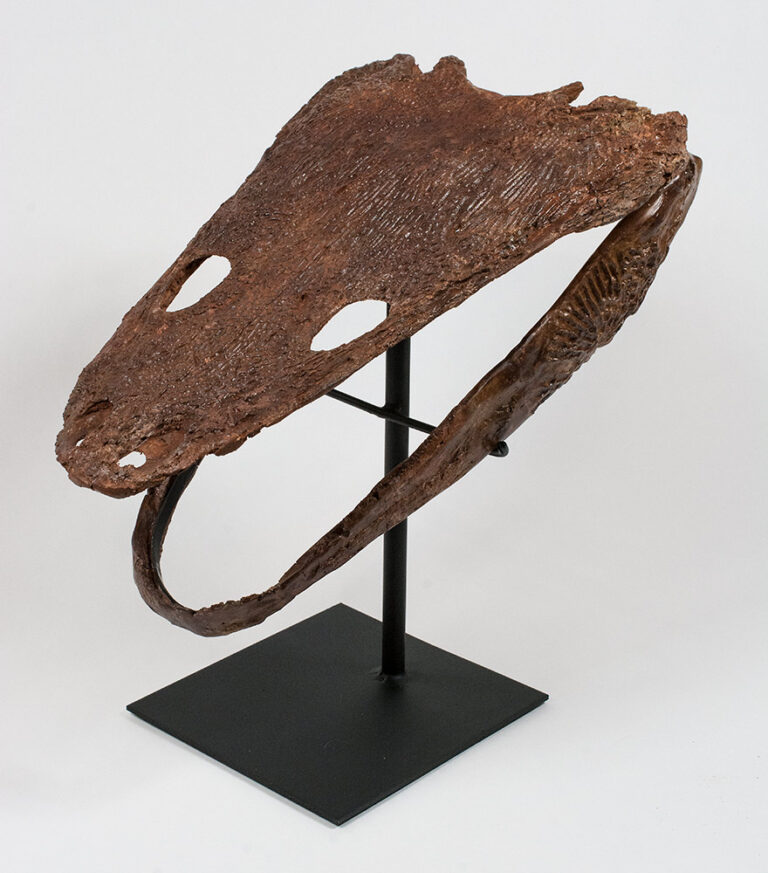 Arganasaurus Iyazidi Skull, The Natural Canvas