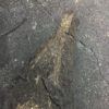 Romerodus sp. - Image 4