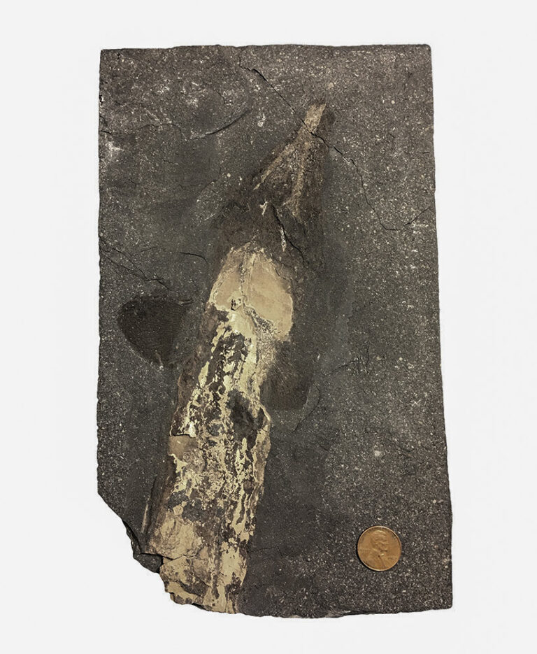 Romerodus sp.