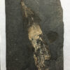 Romerodus Sp. - Image 3